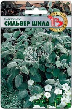Цветы Плектрантус Сильвер Шилд (5 шт) Биотехника НОВИНКА 2025
