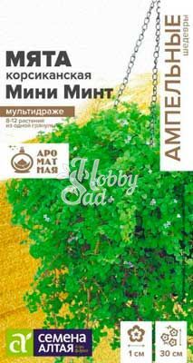 Цветы Мята Минт декоративная корсиканская Ампельная (3шт) Семена Алтая НОВИНКА