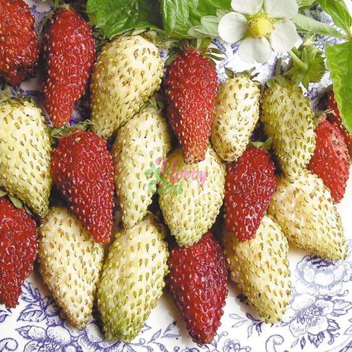 Земляника Ароматный Сюрприз
