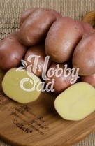 Картофель семенной Ажур среднеранний (Э) (сетка 2 кг/шт) Седек
