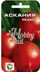 Редис Аскания (2 гр) Сибирский Сад
