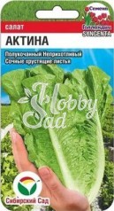 Салат Актина (10 шт) Сибирский Сад