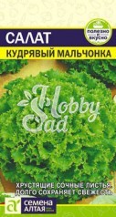 Салат Кудрявый Мальчонка (0,5 гр) Семена Алтая