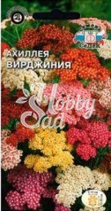 Цветы Ахиллея Вирджиния (садовая, смесь) (0,05 г) Седек