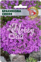Цветы Брахикома Синяя (200 шт) Биотехника