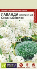 Цветы Лаванда Снежный Колос узколистная (5 шт) Семена Алтая