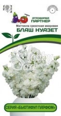 Цветы Маттиола "Бьютифул Парфюм" Блаш Нуазет срезочная махровая (10 шт) Партнер НОВИНКА 2024