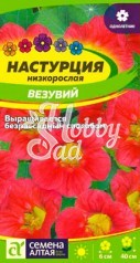 Цветы Настурция Везувий низкорослая (0,5 гр) Семена Алтая