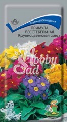 Цветы Примула Крупноцветковая смесь (бесстебельная) (0,04 г) Поиск