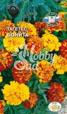 Цветы Тагетес Бонита низкорослый (смесь) (0,2 г) Седек