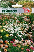 Цветы Хризантема килеватая смесь расцветок Рейнбоу (100 шт) Биотехника