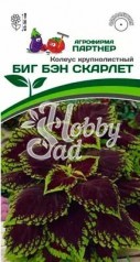 Цветы Колеус Биг Бэн Скарлет шлемниковидный (5 шт) Партнер НОВИНКА 2024