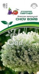 Цветы Алиссум ампельный СНОУ ВЭЙВ (10шт в амп ) Партнер НОВИНКА 2024 !