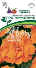 Цветы Бархатцы ЧИАРО ТАНЖЕРИНЕ отклоненные (10 шт) Партнер НОВИНКА 2024