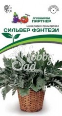 Цветы Цинерария Приморская Сильвер Фэнтези (15шт в амп) Партнер НОВИНКА 2024