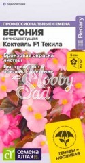 Цветы Бегония Коктейль F1Текила вечноцветущая (5 шт) Семена Алтая НОВИНКА!