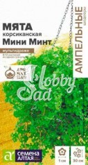 Цветы Мята Минт декоративная корсиканская Ампельная (3шт) Семена Алтая НОВИНКА
